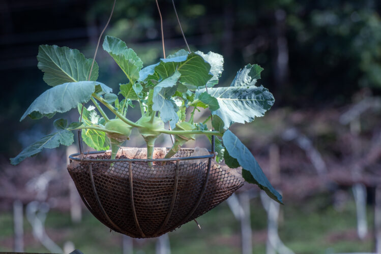 Best Potting Mix for Container Gardening and Other Indoor Gardening Secrets